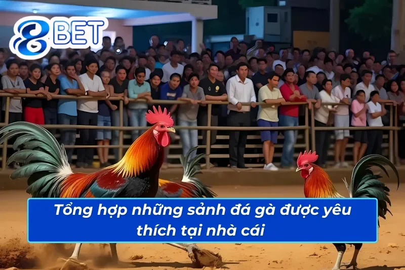 Top những sàn cược đá gà ăn khách nhất 88Bet 